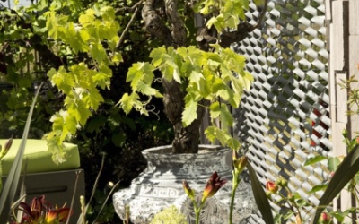 urn and vine